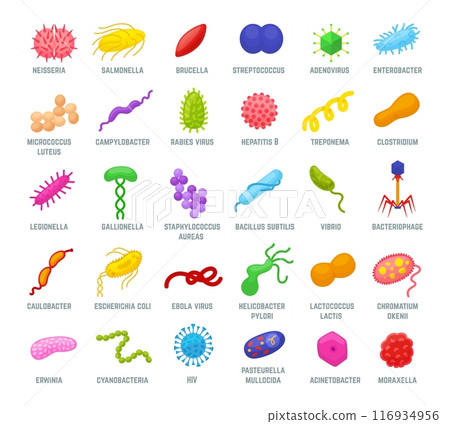 Bacterias and viruses. Various bacteria, microbe and virus icons. Biology and microbiology research elements, infection neoteric vector set Bacterias and viruses. Various bacteria, microbe and virus icons. Biology and microbiology research elements, infection neoteric vector set 116934956