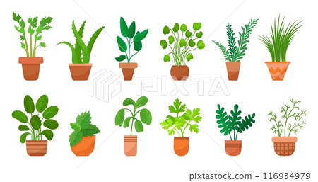 Culinary herbs. Greens in pots for cooking. Thyme parsley mint rosemary basil dill. Windowsill decorative plants, fresh spices neoteric vector set 116934979