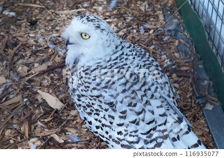 White polar owl in zoo. Wild bird of prey. Structure of tundra owls with white plumage. White polar owl in zoo. Wild bird of prey. Structure of tundra owls with white plumage. 116935077