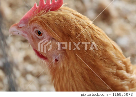 Hen on private farm in chicken coop close up. Comb and beak. Poultry farming and agriculture. Purebred breeding.  116935078