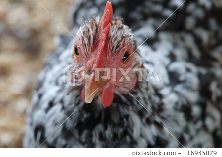 Hen on private farm in chicken coop close up. Comb and beak. Poultry farming and agriculture. Purebred breeding. Hen on private farm in chicken coop close up. Comb and beak. Poultry farming and agriculture. Purebred breeding. 116935079