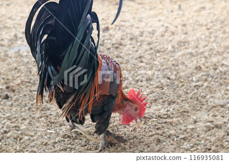 Rooster back with brightly colored feathers and spurs on legs pecking grain. Private farm, hen house. Poultry farming and agriculture. Purebred breeding. Rooster back with brightly colored feathers and spurs on legs pecking grain. Private farm, hen house. Poultry farming and agriculture. Purebred breeding. 116935081