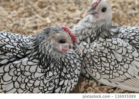 Rooster, hen on private farm in chicken coop close up. Comb and beak. Poultry farming and agriculture. Pure bred.  116935089