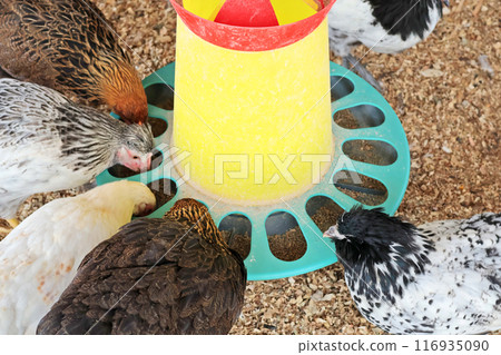 Roosters, hens on private farm in hen house close up at feeder with food. Poultry farming and agriculture. Purebred breeding. Roosters, hens on private farm in hen house close up at feeder with food. Poultry farming and agriculture. Purebred breeding. 116935090