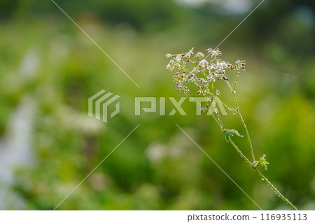 Larch flowers Larch flowers 116935113