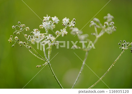 Larch flowers Larch flowers 116935120