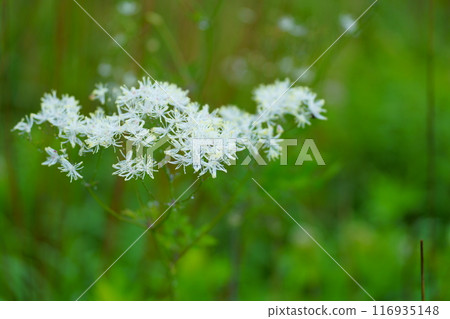 落葉松花 116935148