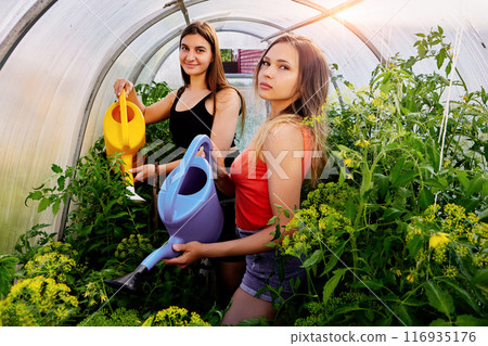 Young European women are engaged in vegetable growing, watering tomato seedlings in greenhouse from garden watering cans. 116935176