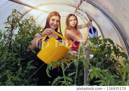 Tomato bushes in greenhouse, two 26 year old women water plants from garden watering cans 116935178