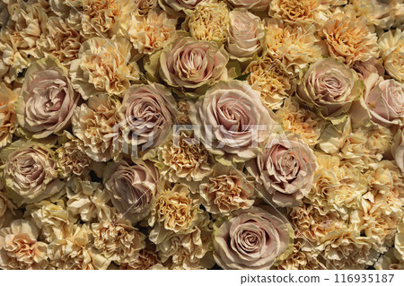 Tender blend of peach and pink roses, romantic background display Tender blend of peach and pink roses, romantic background display 116935187