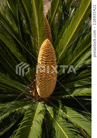 Tropical palm tree fruit, close-up, Spain Tropical palm tree fruit, close-up, Spain 116935422