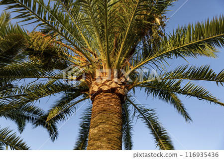 Tropical palm tree with blue sky, close-up Tropical palm tree with blue sky, close-up 116935436
