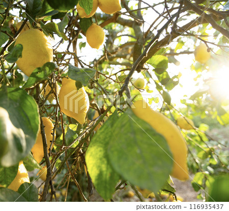 A vibrant lemon tree with ripe yellow lemons, warm sunlight with sun rays A vibrant lemon tree with ripe yellow lemons, warm sunlight with sun rays 116935437