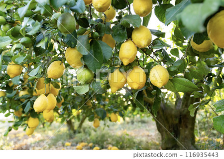 A vibrant lemon tree with ripe yellow lemons, warm sunlight with sun rays 116935443
