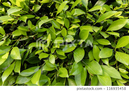 abstract green leaves texture, tropical leaf foliage nature green background 116935458