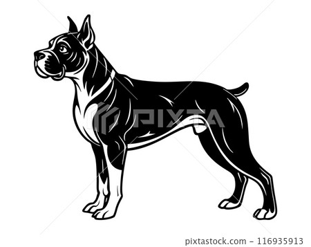 Boxer dog full body icon. Black and white logo, engraving style.  116935913