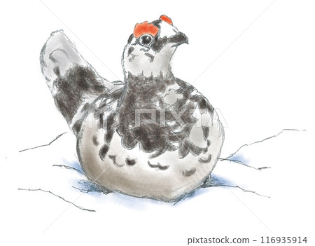 松雞坐在雪地裡 116935914