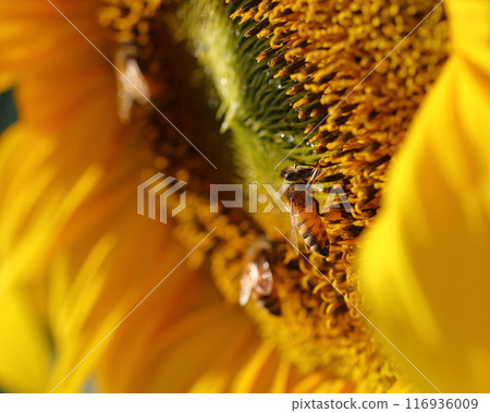 Close-up of bee collecting honey on sunflower Close-up of bee collecting honey on sunflower 116936009