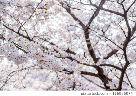 Close up of Pot Kot or Cherry Blossom in spring with Soft focus, in Seoul, South Korea Close up of Pot Kot or Cherry Blossom in spring with Soft focus, in Seoul, South Korea 116936074