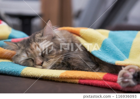 Close up of cute fluffy brown cat, sleeping with the blanket. Mixed breed cat between Maine Coon and Scottish Fold. 116936093