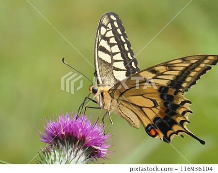 A swallowtail butterfly sucking nectar from a thistle A swallowtail butterfly sucking nectar from a thistle 116936104