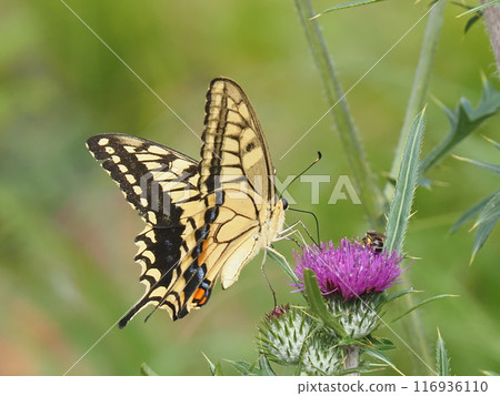 A swallowtail butterfly sucking nectar from a thistle 116936110