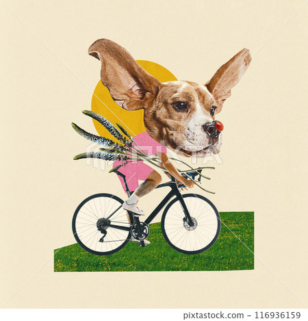 Contemporary art collage. Cute dog with huge ears riding bike, carries flowers with lady bug on nose against sunny background. Contemporary art collage. Cute dog with huge ears riding bike, carries flowers with lady bug on nose against sunny background. 116936159