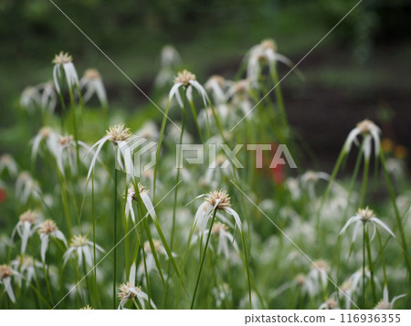 Flowers of the White Heron Sedge (white and green flowers of the White Heron Sedge) 116936355
