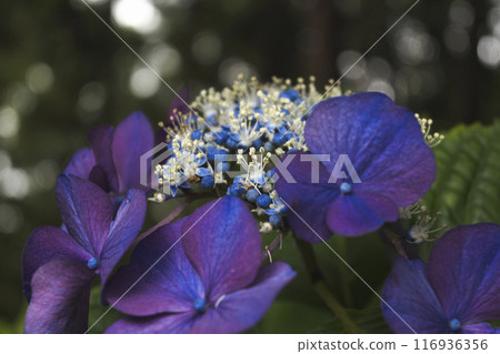 花 花 116936356