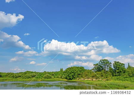 Summer clouds and trees 116936432