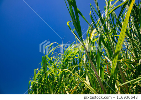 甘蔗在藍天和風中搖曳 116936648
