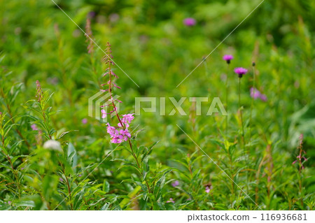 Yanagiran花 Yanagiran花 116936681