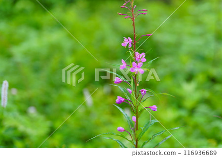 Yanagiran花 Yanagiran花 116936689