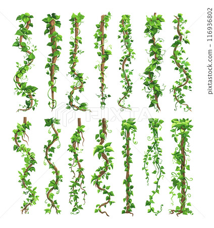 Jungle Liana Climbing Plants Wild Rainforest Vines Branches Set Cartoon Style Tropical Flora Exotic Vegetation Dense Foliage Nature Elements Adventure Game Background Lush Greenery 116936802