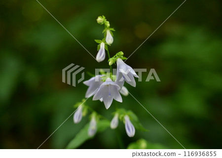 Hakusan alpine plant, Sobana 116936855
