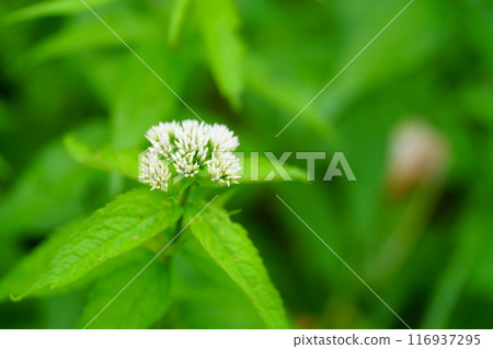 Flower of a yod's baby eyedry Flower of a yod's baby eyedry 116937295