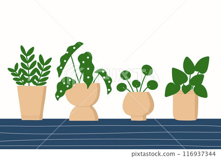 Houseplant in a beige flowerpot Houseplant in a beige flowerpot 116937344