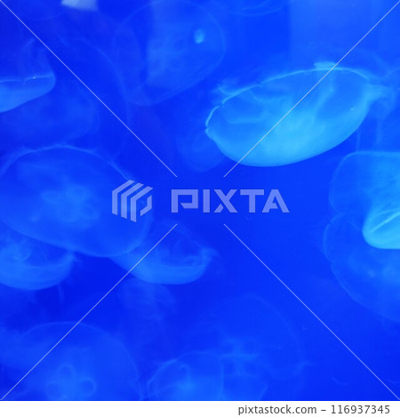 Jellyfish swimming in an aquarium tank 116937345