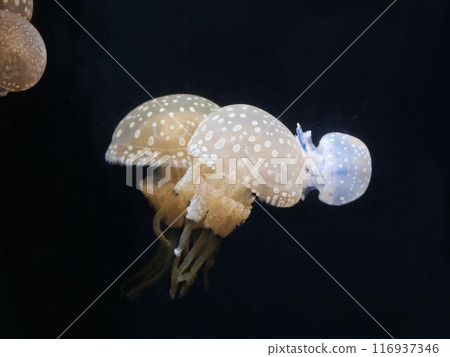 Jellyfish swimming in an aquarium tank 116937346