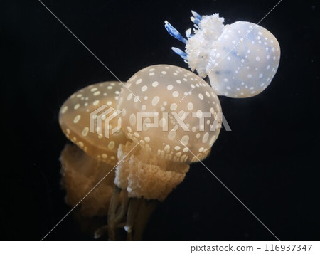 Jellyfish swimming in an aquarium tank Jellyfish swimming in an aquarium tank 116937347