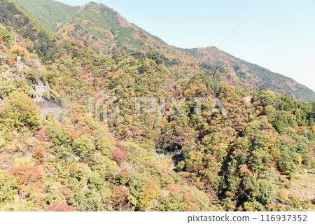 Autumn leaves of Okutama Lake 116937352