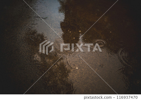 Puddle 116937470