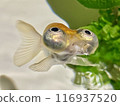 5th of 5 adorable Demekin (Demekin) photos: Close-up of it spitting water from its mouth 116937520