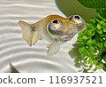 The fourth of five adorable photos of a Demekin with its mouth in a frown 116937521