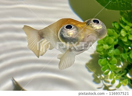 可愛的 Demekin 的 5 張照片中的第 4 張是一張彎嘴的特寫。 116937521