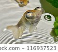 The third of five adorable Demekins, with their mouths open 116937523
