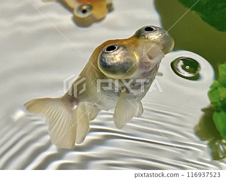 The third of five adorable Demekins, with their mouths open The third of five adorable Demekins, with their mouths open 116937523