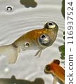 The second of five adorable Demekin (Cyprinus montanus) photos, a close-up at an angle 116937524