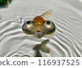 The first of five adorable Demekin (front-on shot) 116937525