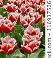 A close-up of a gorgeous red double-flowered tulip field with white fringes 116937526